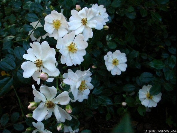 'Medeo ® (shrub, Kordes 2003)' rose photo