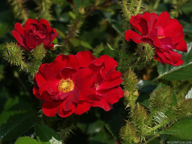'Scarlet Moss ™ (miniature, Moore 1988)' rose photo