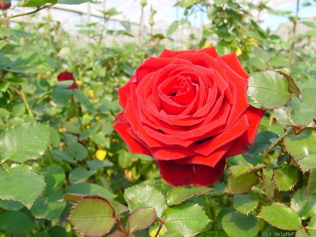 'Belle Rouge (hybrid tea, Delbard 1996)' rose photo