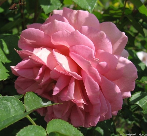 'Jubilee Celebration (shrub, Austin 2002)' rose photo