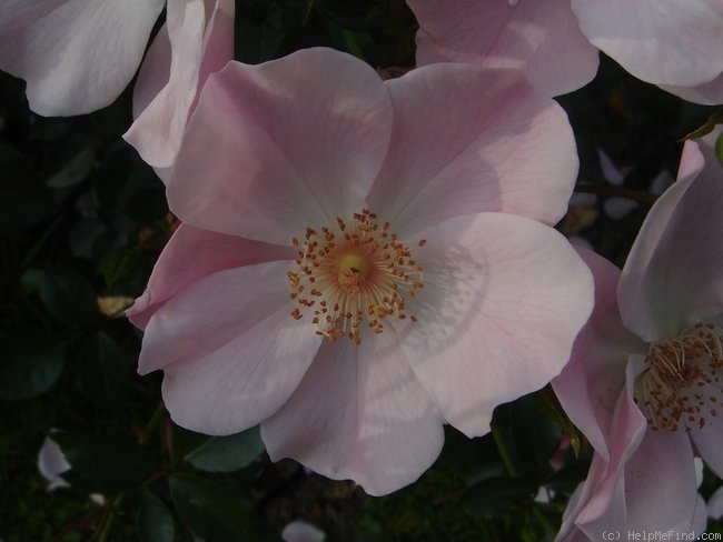 'Roseromantic ® (floribunda, Kordes, 1984)' rose photo