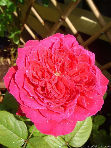 'Rouge Royale ®' rose photo