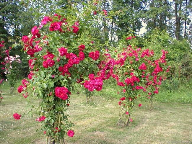 'Ludvik Vecera' rose photo