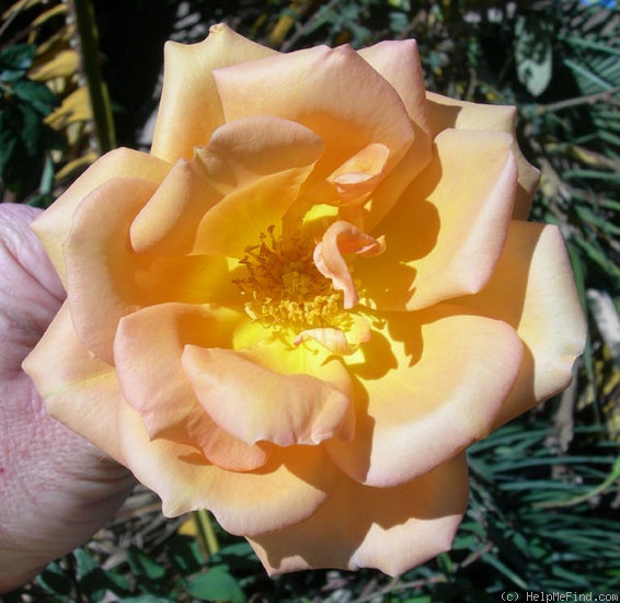 'California (hybrid tea, Howard before 1939)' rose photo