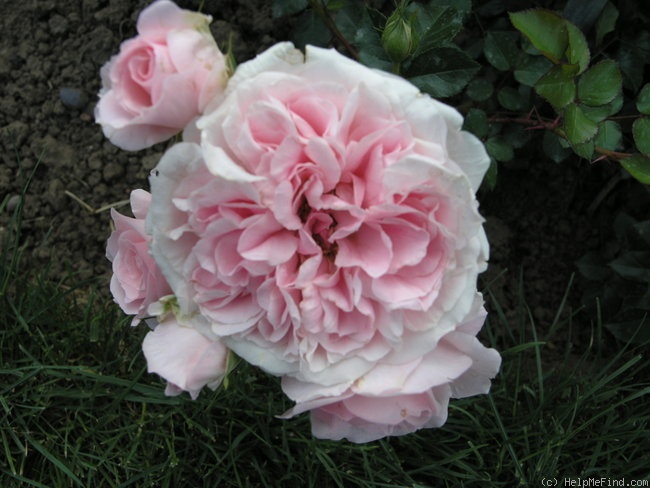 'Granny (shrub, Poulsen, 1983/1990)' rose photo