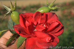 'Herbstfeuer' rose photo