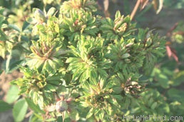 '<i>Rosa chinensis</i> f. <i>viridiflora </i> C.K.Schneid.' rose photo