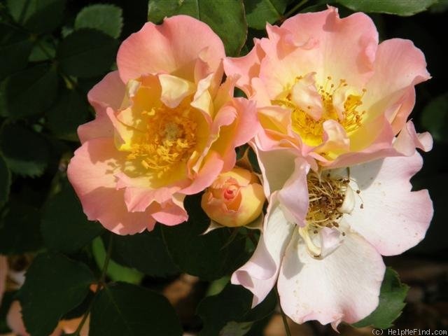 'Cecilia 89 (Floribunda, Hannemann)' rose photo