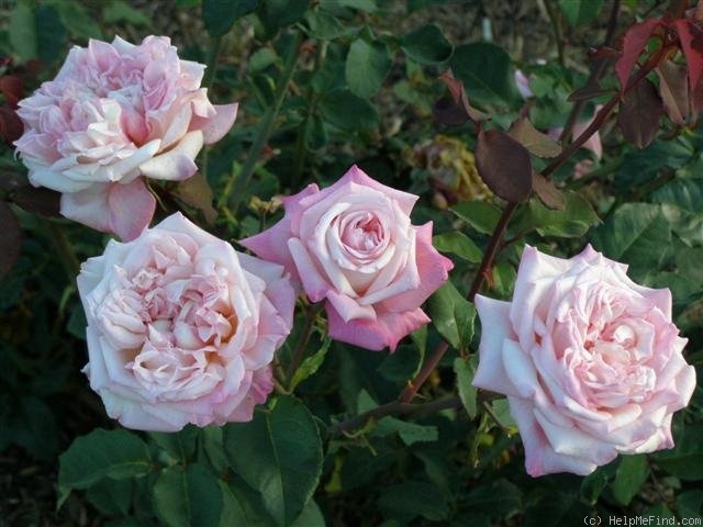 'William R. Smith' rose, click to enlarge 'William R. Smith' rose photo