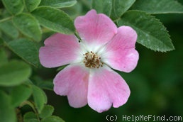 'R. micrantha' rose photo