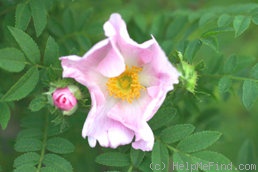 '<i>Rosa roxburghii</i> f. <I>normalis</i> Rehder & E.H.Wilson' rose photo