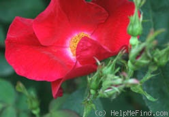 'Sommerabend ®' rose photo