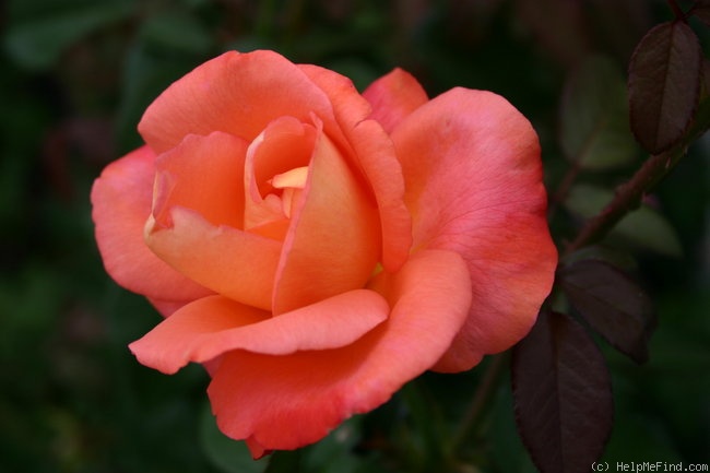 'Voodoo (hybrid tea, Christensen, 1988)' rose photo