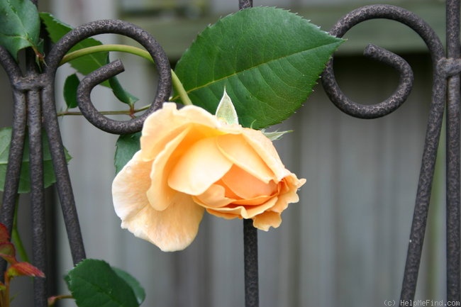 'Teasing Georgia' rose photo