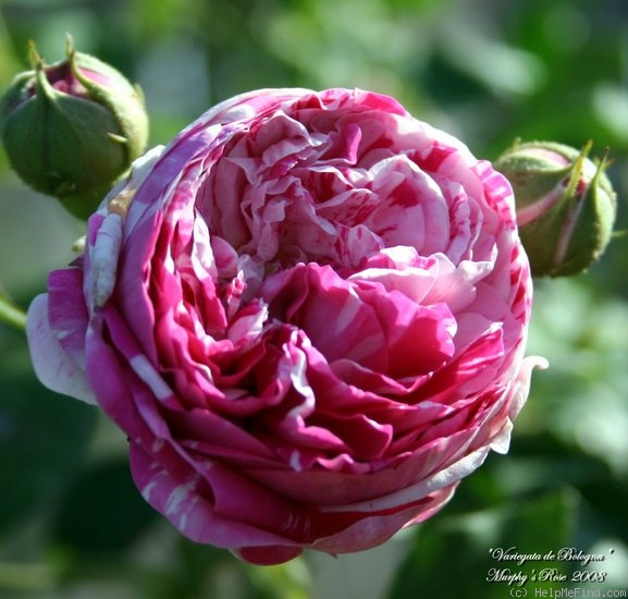 'Variegata di Bologna' rose, click to enlarge 'Variegata di Bologna' rose photo