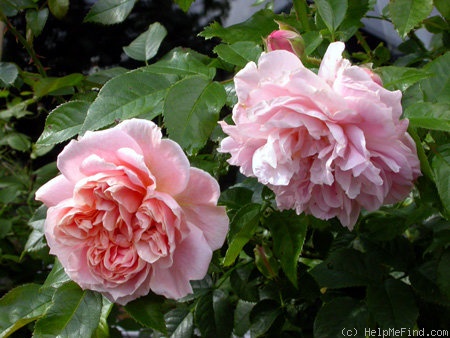 'Irma (shrub, Carlsson-Nilsson, 2000)' rose photo