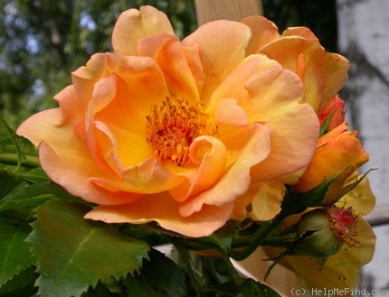 'Maigold' rose photo