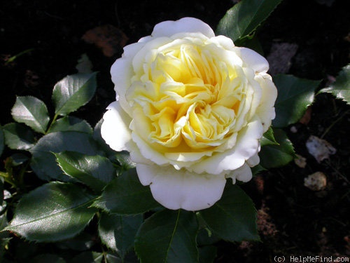 'Kronprinsesse Mary' rose photo
