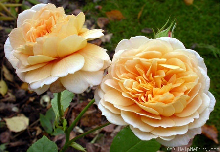 'Grace ® ™ (English Rose, Austin 2001)' rose photo