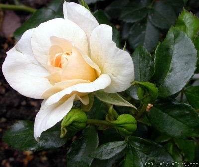 'Bright Cover ™' rose photo