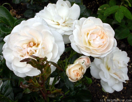 'Bright Cover ™' rose photo