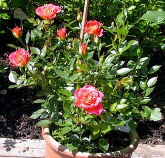 'Mandarin ® (miniature, Kordes 1987)' rose photo