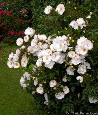 'Diamond Border ™' rose photo