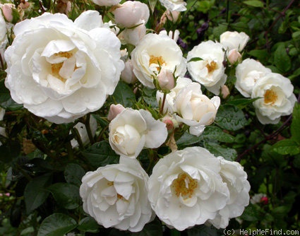 'Diamond Border ™' rose photo