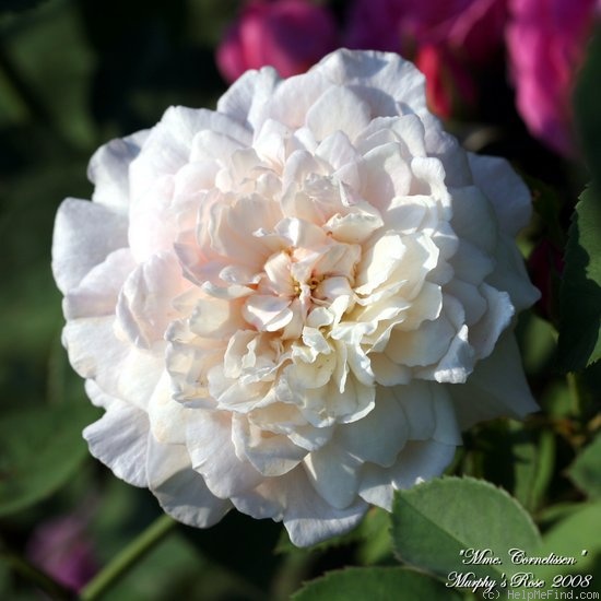 'Madame Cornélissen' rose photo