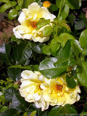 'Topaz Jewel' rose photo