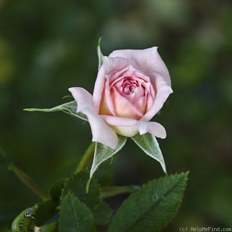 'Blanche Wimer' rose photo
