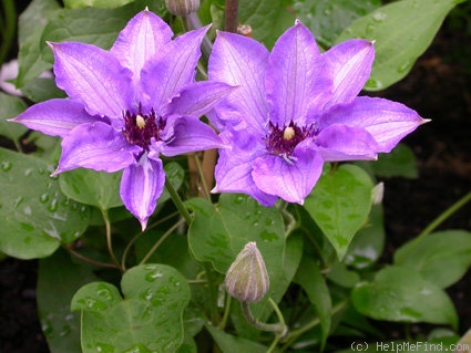 'Königskind blau ®' clematis photo