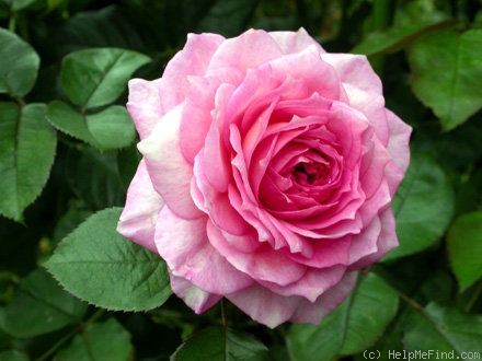'James Galway' rose photo