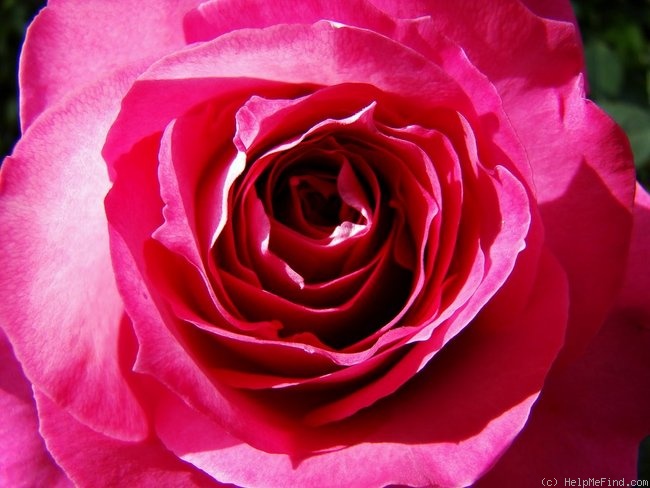 'Baronne Edmond de Rothschild, Cl.' rose photo