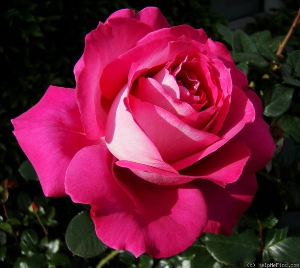 'Baronne Edmond de Rothschild, Cl.' rose photo
