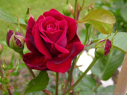 'Jazz (large flowered climber, Poulsen, 1997)' rose photo