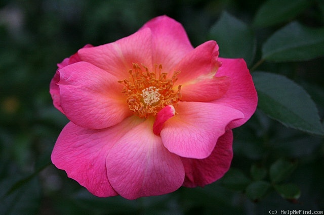 'All the Rage' rose photo