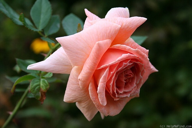 'Dakota's Song' rose photo
