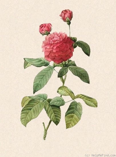 '<i>Rosa Gallica Agatha</i> var. <i>Delphiniana</i> Thory' rose photo