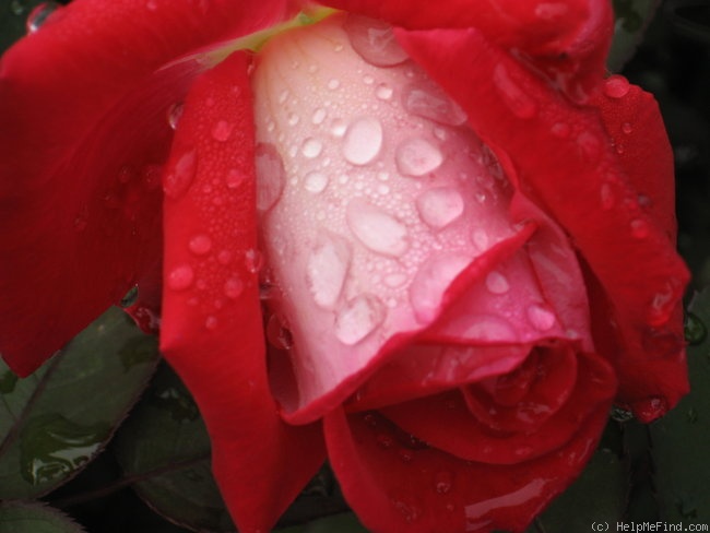 'Love (grandiflora, Warriner, 1977)' rose photo