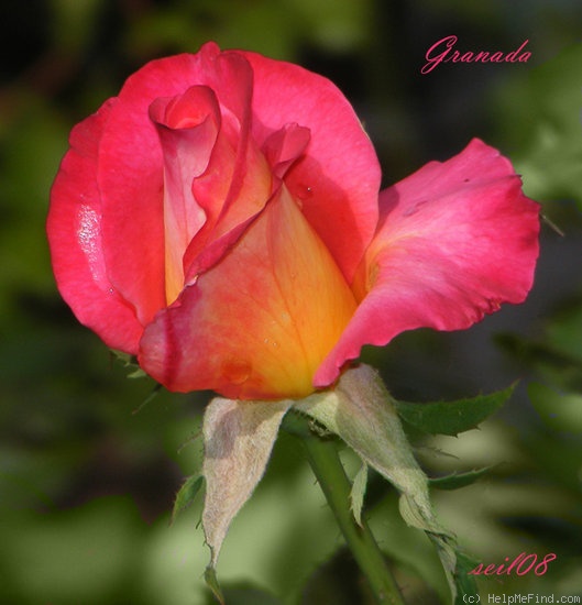'Granada (hybrid tea, Lindquist, 1963)' rose photo