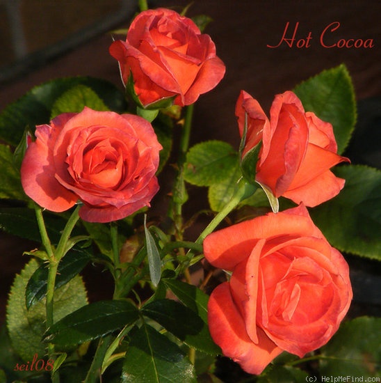 'Hot Cocoa ™ (Floribunda, Carruth 2001)' rose photo