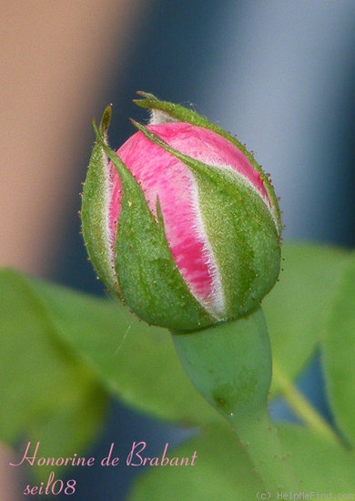 'Honorine de Brabant (Bourbon, Tanne, 1916)' rose, click to enlarge 'Honorine de Brabant (Bourbon, Tanne, 1916)' rose photo