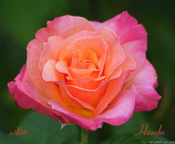 'Hondo (hybrid tea, Perry, 1998)' rose photo