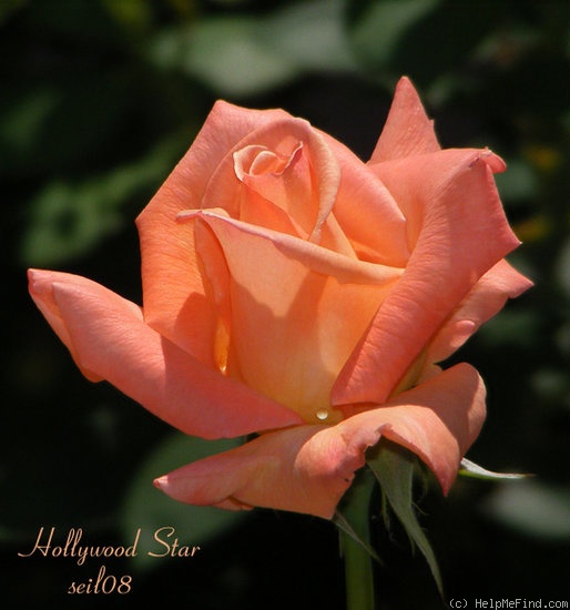 'Hollywood Star' rose photo