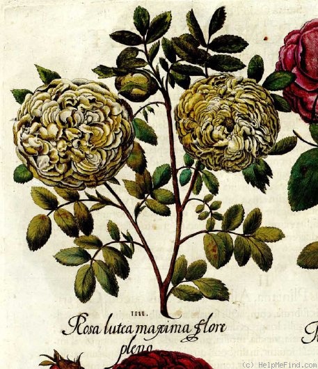 '<i>Rosa sulphurea</i> Dryand. synonym' rose photo