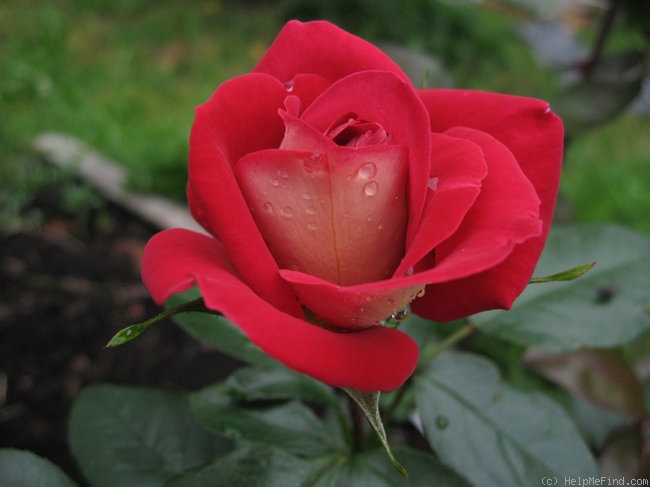'Heimatmelodie' rose photo
