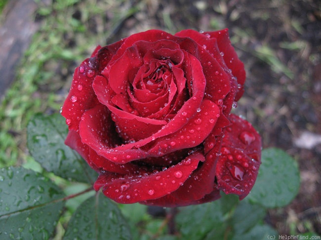 'Black Lady ®' rose photo