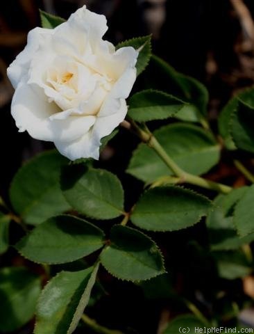 'Horstmann's Rosenresli' rose photo