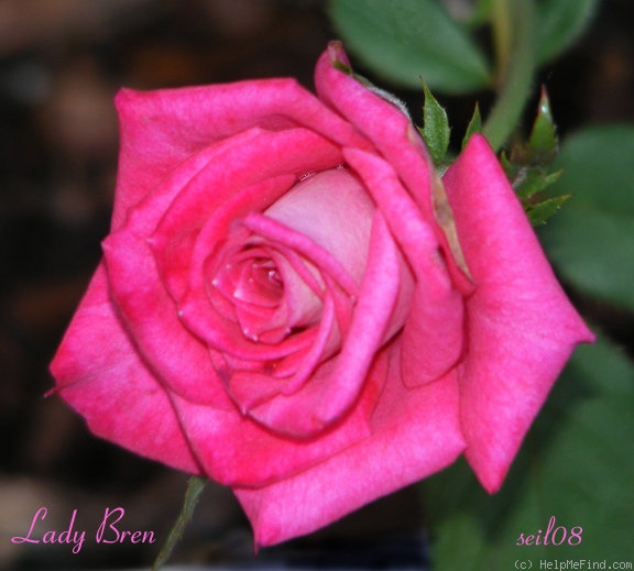 'Lady Bren ™' rose photo